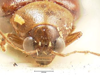 Media type: image; Entomology 18383   Aspect: head frontal view
